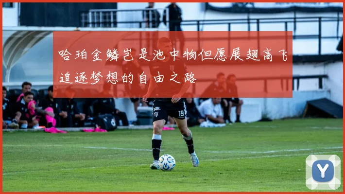 哈珀金鳞岂是池中物但愿展翅高飞追逐梦想的自由之路